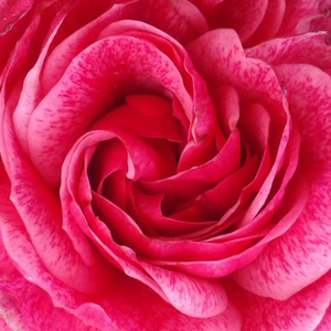 Szkółka róż - róża nostalgie - różowy  - Rosa  Morden Ruby - róża z dyskretnym zapachem - Henry H. Marshall - Świetnie kwitnący krzew, którego ozdabiają podwójne rubinowe kwiaty.